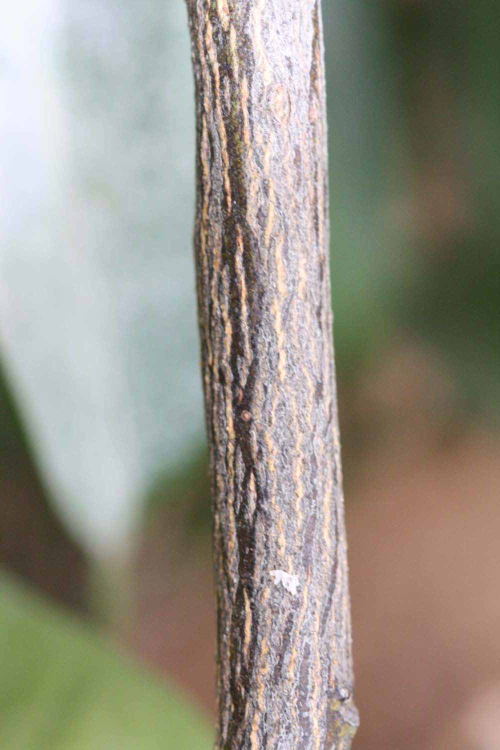              Second - third year twig (Riverside, CA)       